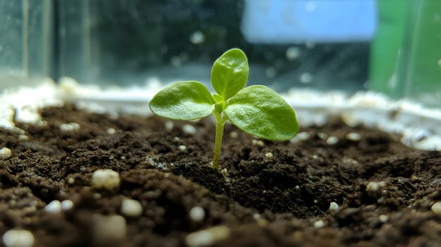 Tiny Sprout Emerging from Dark Soil in a Greenhouse Setting photo