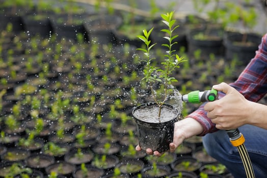 Watering plant with hose in nursery greenhouse, young tree in plastic pot. photo