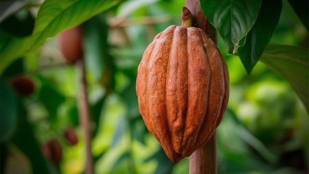 Cacao - Theobroma fruit producing cocoa beans, used for making chocolate. photo