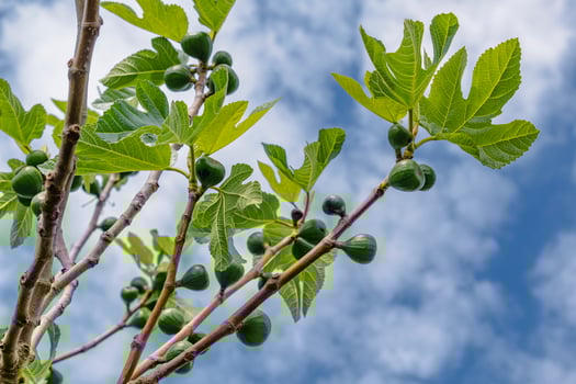 Fig fruits hanging on the branch of a fig tree outdoors, ficus carica, sweet photo