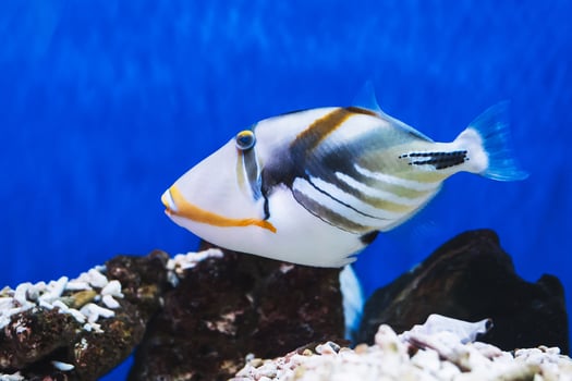 The so-called Picasso fish, also known as the lagoon triggerfish in the aquarium photo