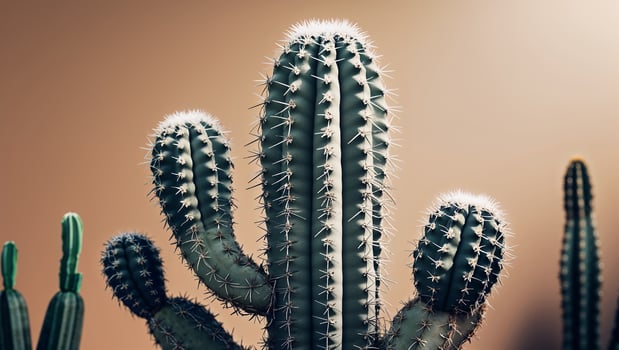 Group of cacti growing under the desert sun photo