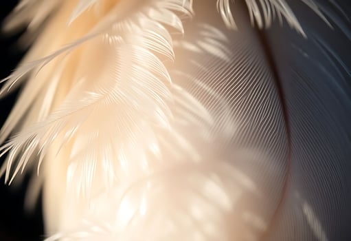 close up of a white feather on a black background photo