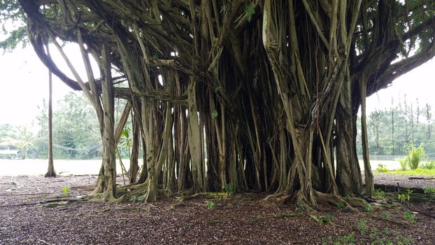 Huge Banyan Tree Seen While Visiting Hilo, Hawaii photo