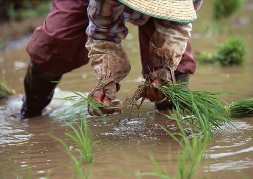 Mother and daughter are helping each other manage their seedlings. To grow rice fields. High quality photo