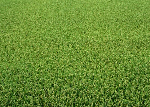 Grassland, green grass. Grassy green lawn. photo