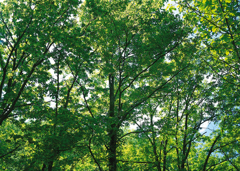 Dictionary of Materials Vol. 6 Four Seasons, Nature Series. photo