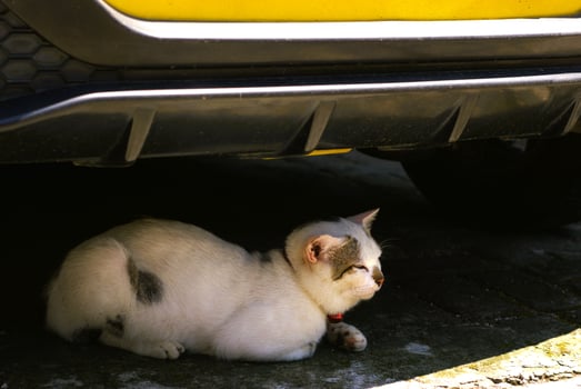 A cute white cat hides under a car photo