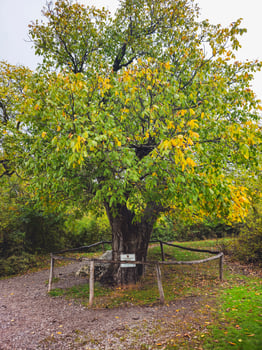 monument of wildlife walnut in the Crimea. photo