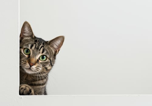 Brown tabby cat peeks around a white frame, showcasing its green eyes and curious expression against a clean, bright background with copy space. photo