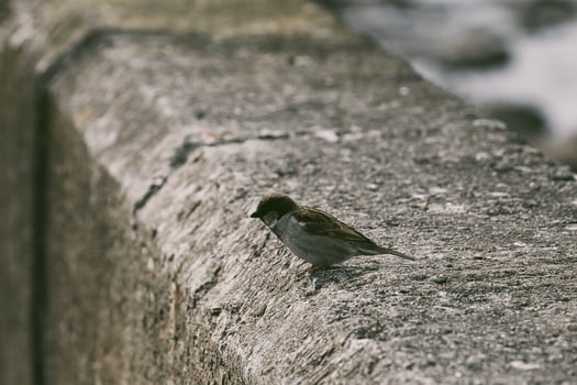 Sparrow on Concrete Ledge photo