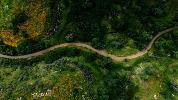 Aerial view captures a winding path through lush green landscape with vibrant wildflowers photo