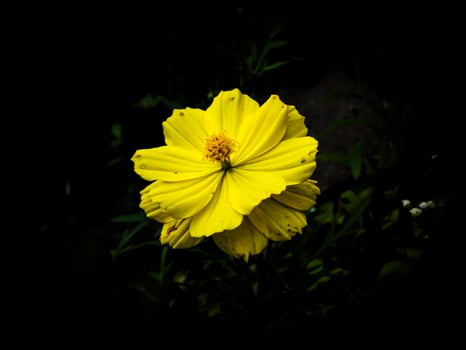 Coreopsis Tinctoria Flowers - Vibrant Yellow Blossoms of Wildflowers in Nature photo