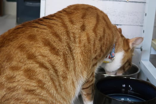red tabby cat drinking from a water dish. Cute cat near bowls with food and drink at home. orange kitten photo