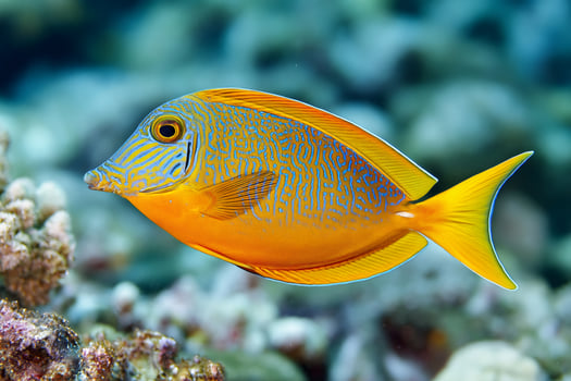 Orange rabbitfish swimming in coral reef, marine life underwater photography photo