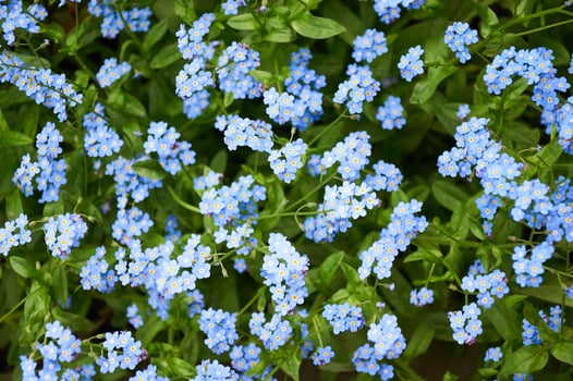 Blue forget me not flowers. Floral background photo