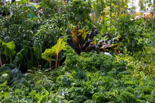 Variety of fresh organics homegrown heirloom swiss chard and salad lettuce in vegetable farmer garden for food ingredient and nutrition usage during harvest season photo
