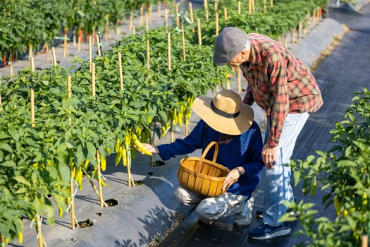 Asian senior couple farmer are picking chili pepper in the field of organics vegetables garden for harvest season and healthy diet food in countryside homestead for longevity and retirement activity photo