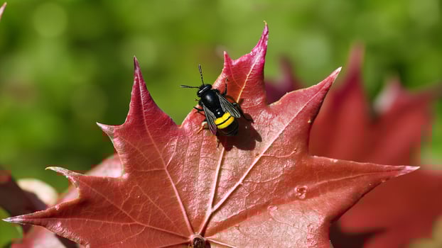 Bee Resting on Red Leaf Outdoors photo