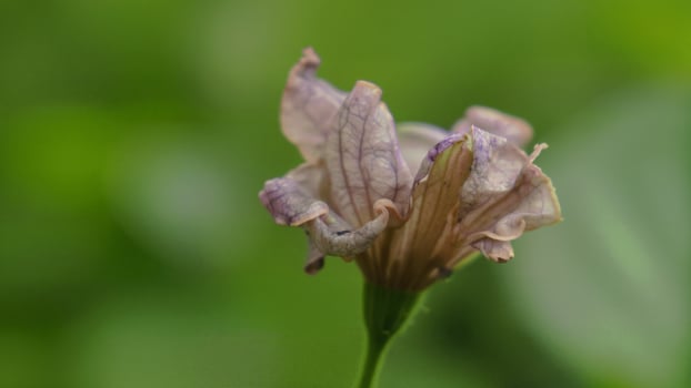 Withered Blue Flower After Blooming Bud photo