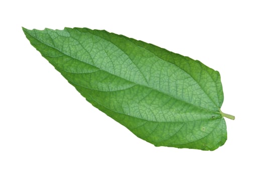 top view Muntingia calabura leaf isolated on white background photo