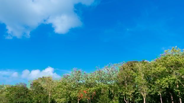 Vibrant blue sky with scattered white clouds above a line of lush green trees. Perspective is looking up towards the sky. photo