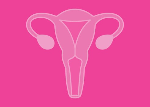 Uterus and ovaries in female anatomy, reproductive system concept. Pink, vibrant, modern design photo