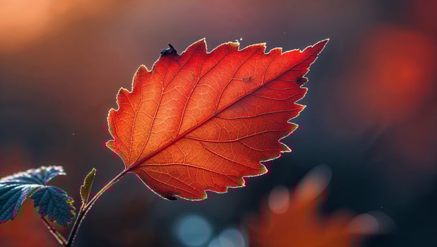 A vibrant, backlit autumn leaf presents striking details and radiant colors beautifully. photo
