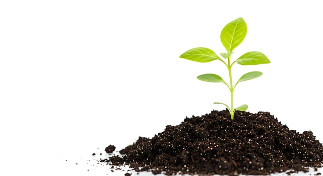 A small plant sprouting from a mound of dirt photo