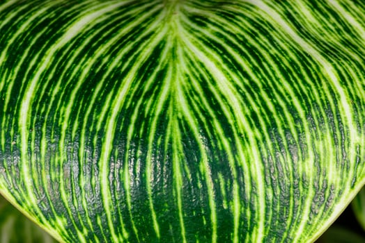 A green striped leaf of Dieffenbachia seguine in a tropical greenhouse, Odessa photo