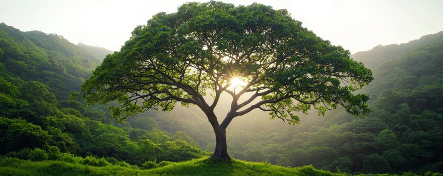 The serene, misty tree breathes lush, refreshing oxygen. Majestic tree with sunlight filtering through lush green hills. photo
