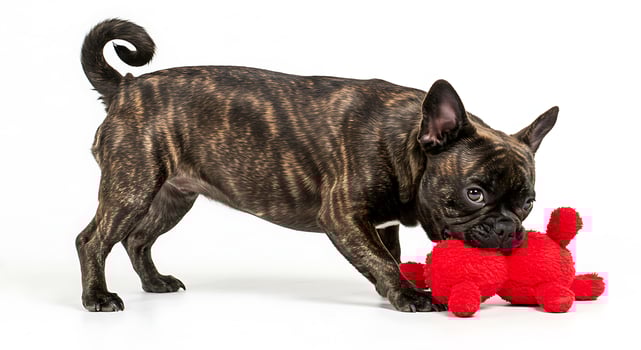 A dog playing with a red toy photo