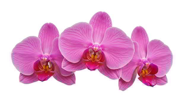 Three pink orchids are shown on a white background photo