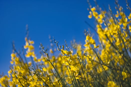 Vibrant yellow flowers blooming against a clear blue sky in a sunny landscape during springtime photo