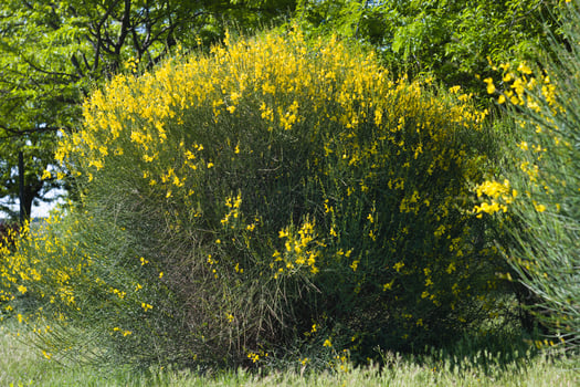 Bright yellow flowering bush in a lush green park during sunny daytime photo