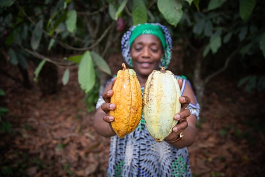 Close up of two cocoa pods held in the hand by a farmer, focus on the cocoa pods and background out of focus photo