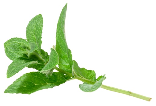 Branch of fresh mint with green leaves on isolated background photo
