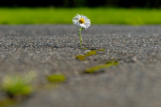 A single daisy growing out of the middle of a road photo