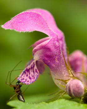 ant and blossom, Germany photo