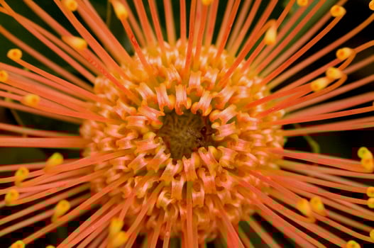 Macro of a protea, South Africa photo