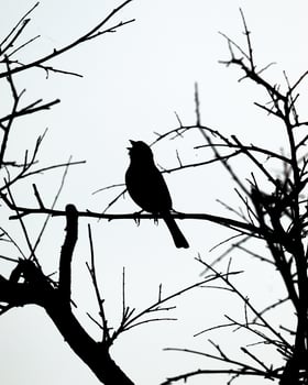 Bird singing silhouette photo