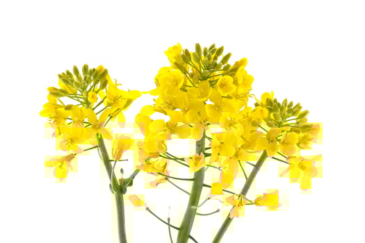 Close-Up of Vibrant Yellow Rapeseed Flowers Against a White Background photo