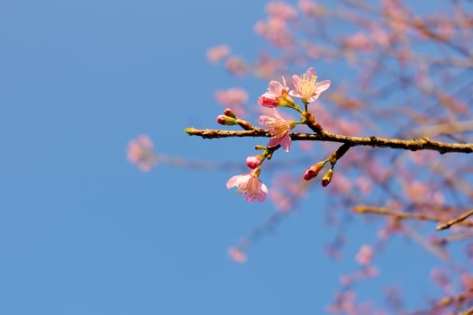 Blooming pink wild Himalayan Cherry flowers branch with blue sky in sunny day. Copy space photo