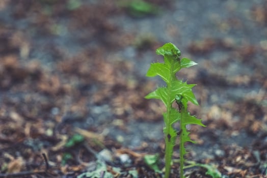 New life emerges from the soil, signaling the arrival of spring in a lush garden setting photo