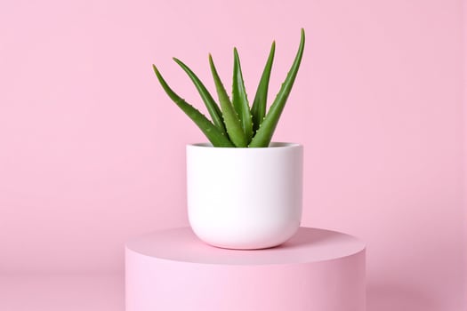 Minimalist composition of a succulent plant in a white pot on a pink pedestal against a pastel background photo