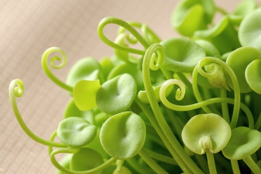 Whimsical green plant with spiral stems and rounded leaves, creating an abstract and playful visual composition in a controlled environment photo