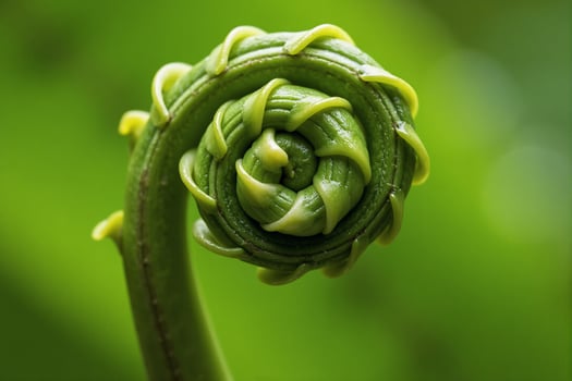 Close-up of a fern frond unfurling into a spiral shape, showcasing the intricate details of its growth photo