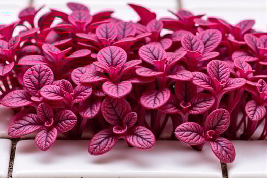 Vibrant purple amaranth plant with glossy leaves and intricate veins, symbolizing natures beauty and versatility in culinary and decorative contexts photo