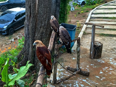 three birds sitting on a wooden post near a car photo