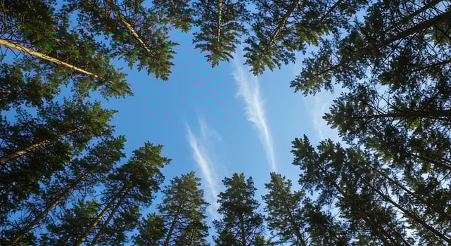 A view of the sky from the ground looking up at the trees photo
